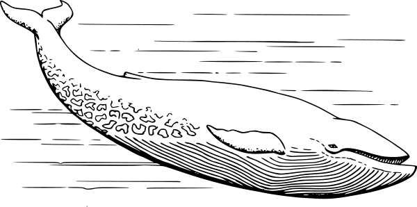 Blue Whale